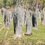 termite mounds