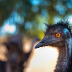 Close up photo of an emu