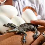 Hatchling Saltwater Crocodile