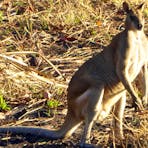 Wallaby on Fogg Dam