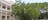 State Square Banyan Tree.