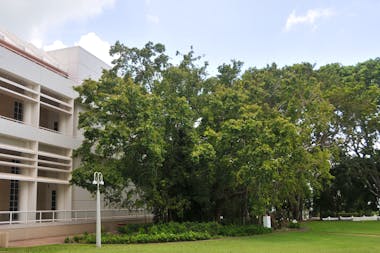 State Square Banyan Tree