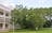 State Square Banyan Tree