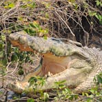 Saltwater Croc - photographed on the Adelaide River NT