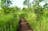 Bowali Track