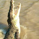 Adelaide River crocodile