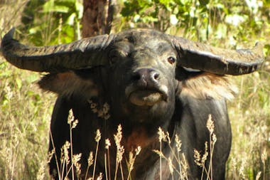 Buffalo Safari