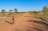 Shimano Gravel Muster Stage Race