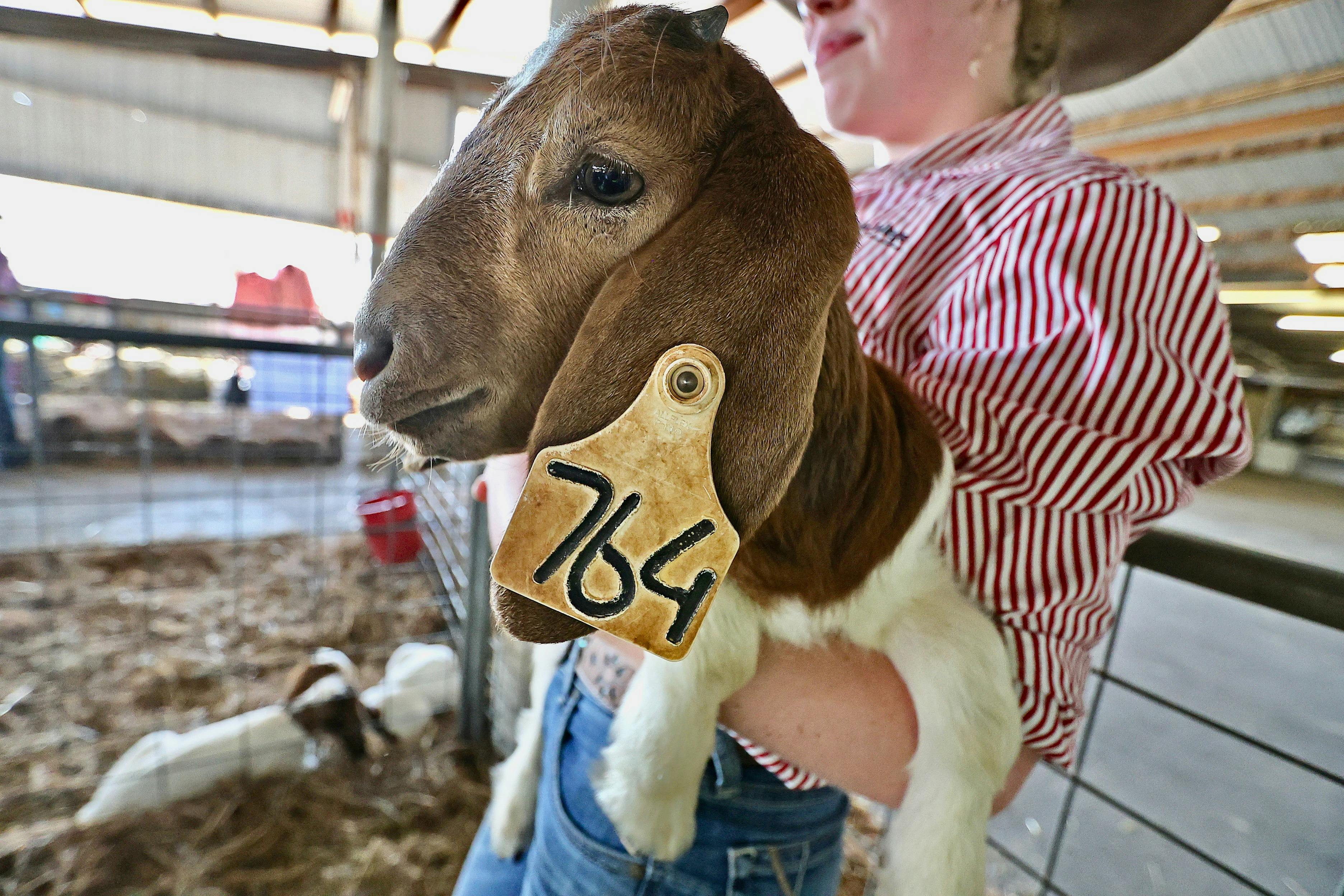 Person holding a goat with a number tag on ear.