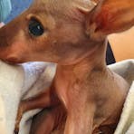 Agile Wallaby Joey