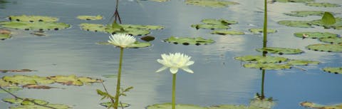 Water lilies.