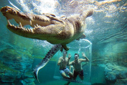 Crocosaurus Cove
