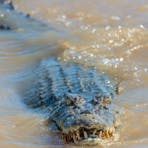 Female saltwater crocodile with a menacing look swimming on top the water, looking toward the camera