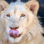 lions feedig