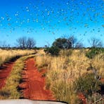 Massive flocks of budgies