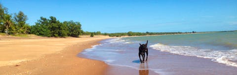 Dog walking on Wagait Beach