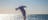 Sea bird flying over blue water