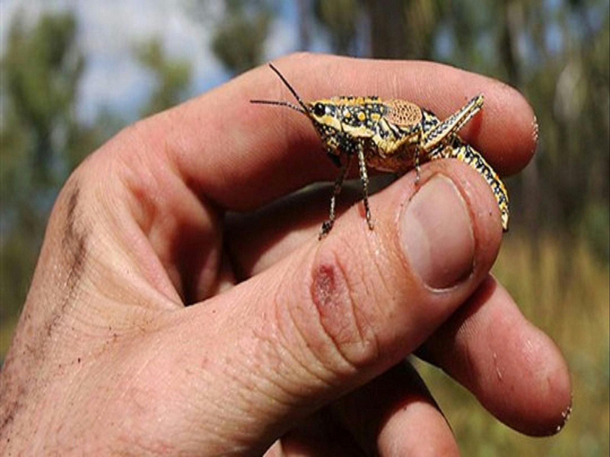 Grasshopper Kakadu NT