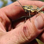 Grasshopper Kakadu NT