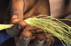 Fibres used for making string