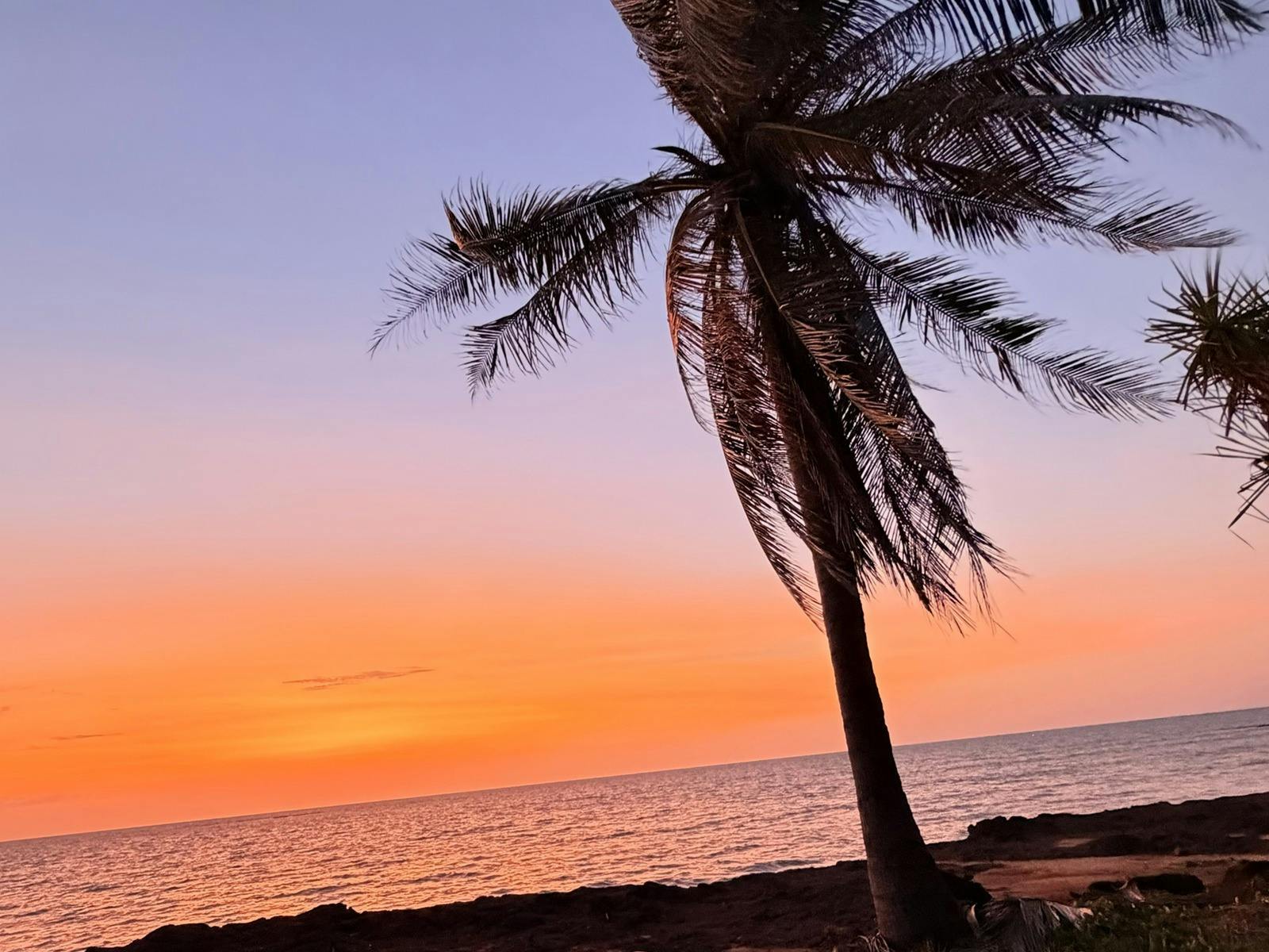 A leaning coconut palm silhouetted against a pink and orange sunset over a calm sea and rocky shore
