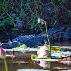 Crocodile, Corroboree, Flora, Fauna, NT Driver Guide, adventure, private, touring, custom, bespoke