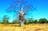 Drover’s Rest Boab Trees, Bullita