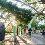 The Darwin: A Tale of Four Cities Audio Tour