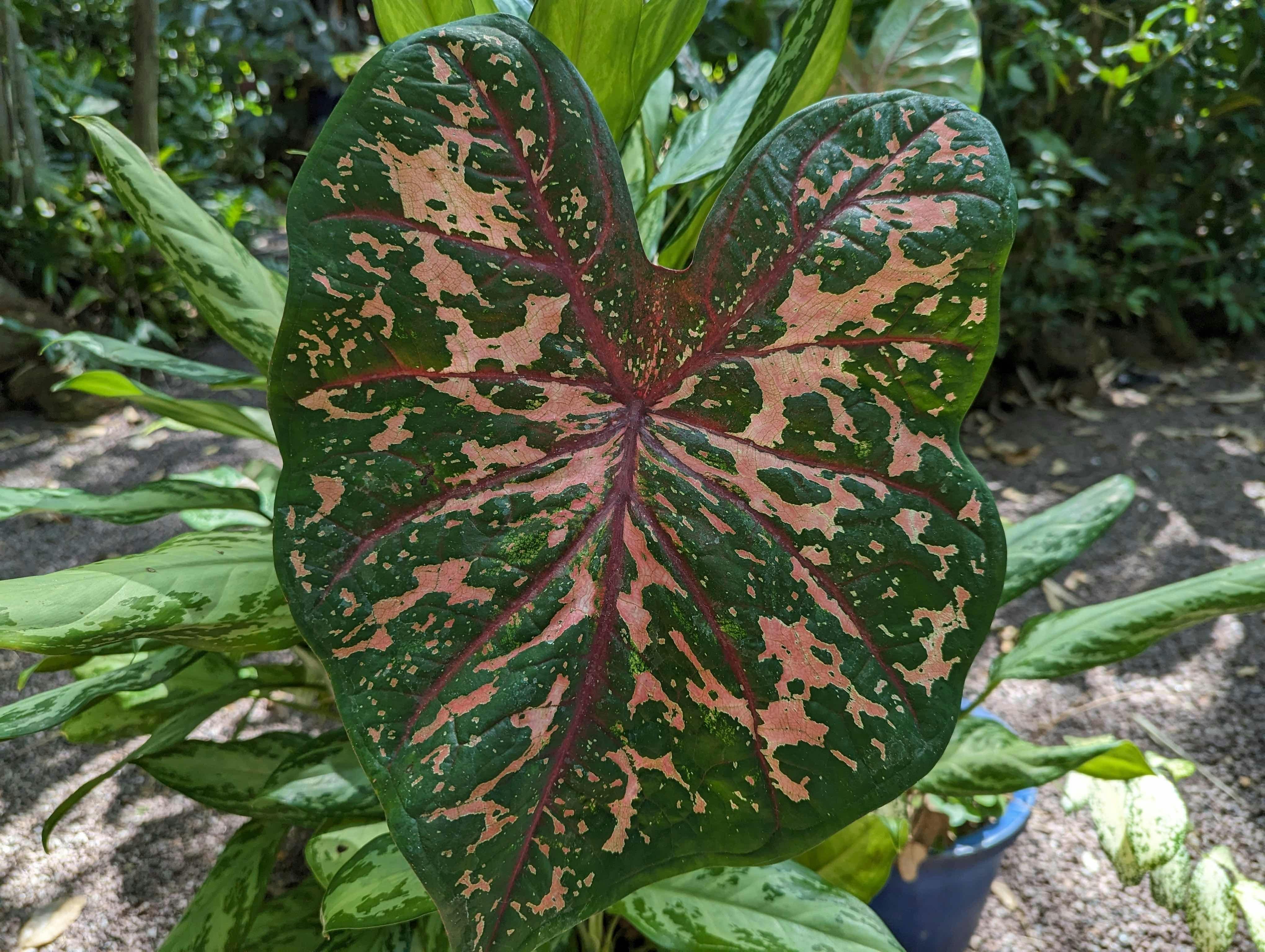 magic-leaf