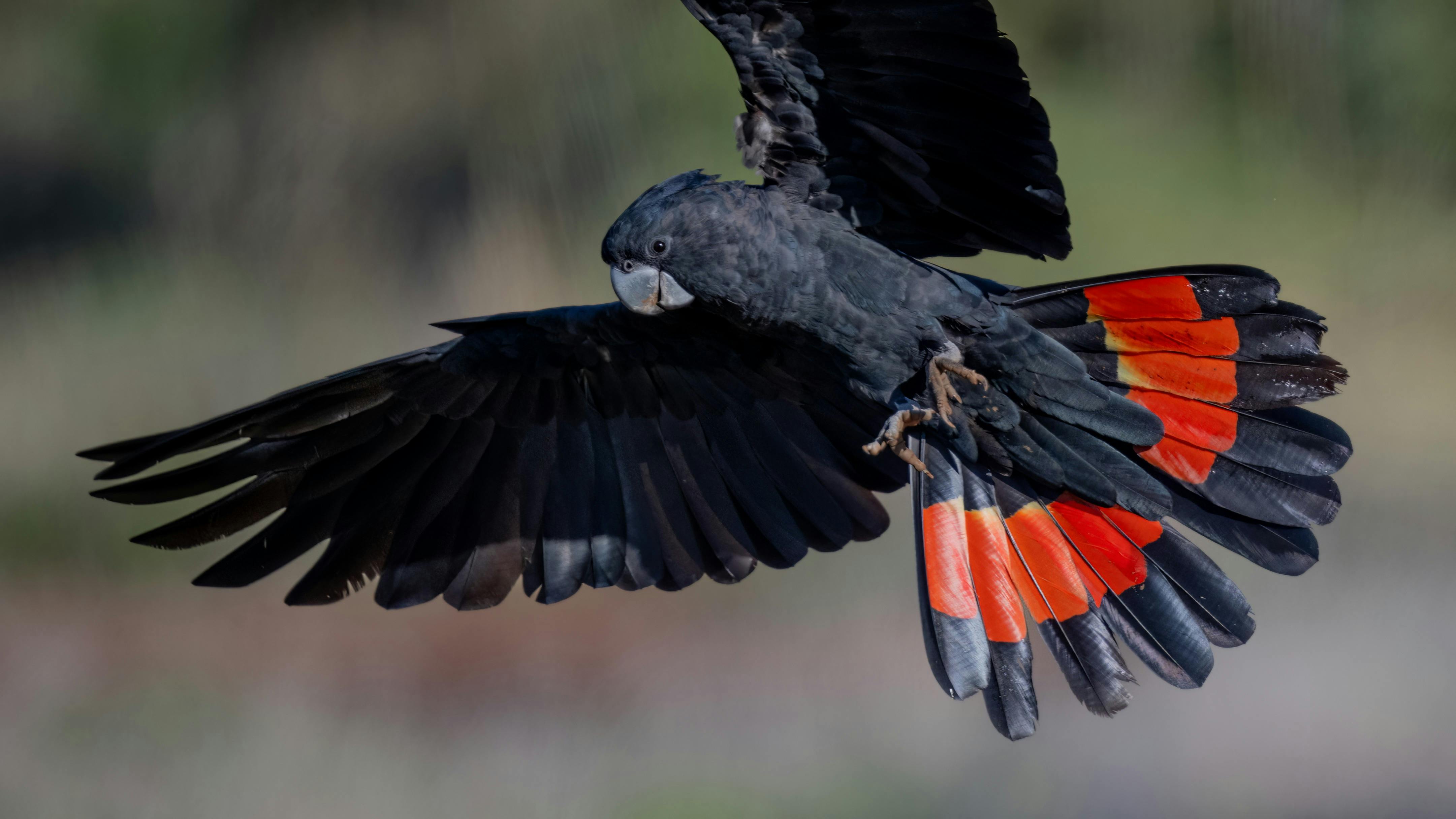 Red-tailed Black Cockatoo