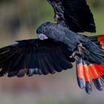 Red-tailed Black Cockatoo