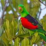 Red-winged Parrot, Aprosmictus erythropterus, at Rapid Creek, Darwin, Northern Territory