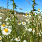 widlflowers Paper Daisies Central Australia beautiful environment