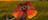 Frilled Neck Lizard