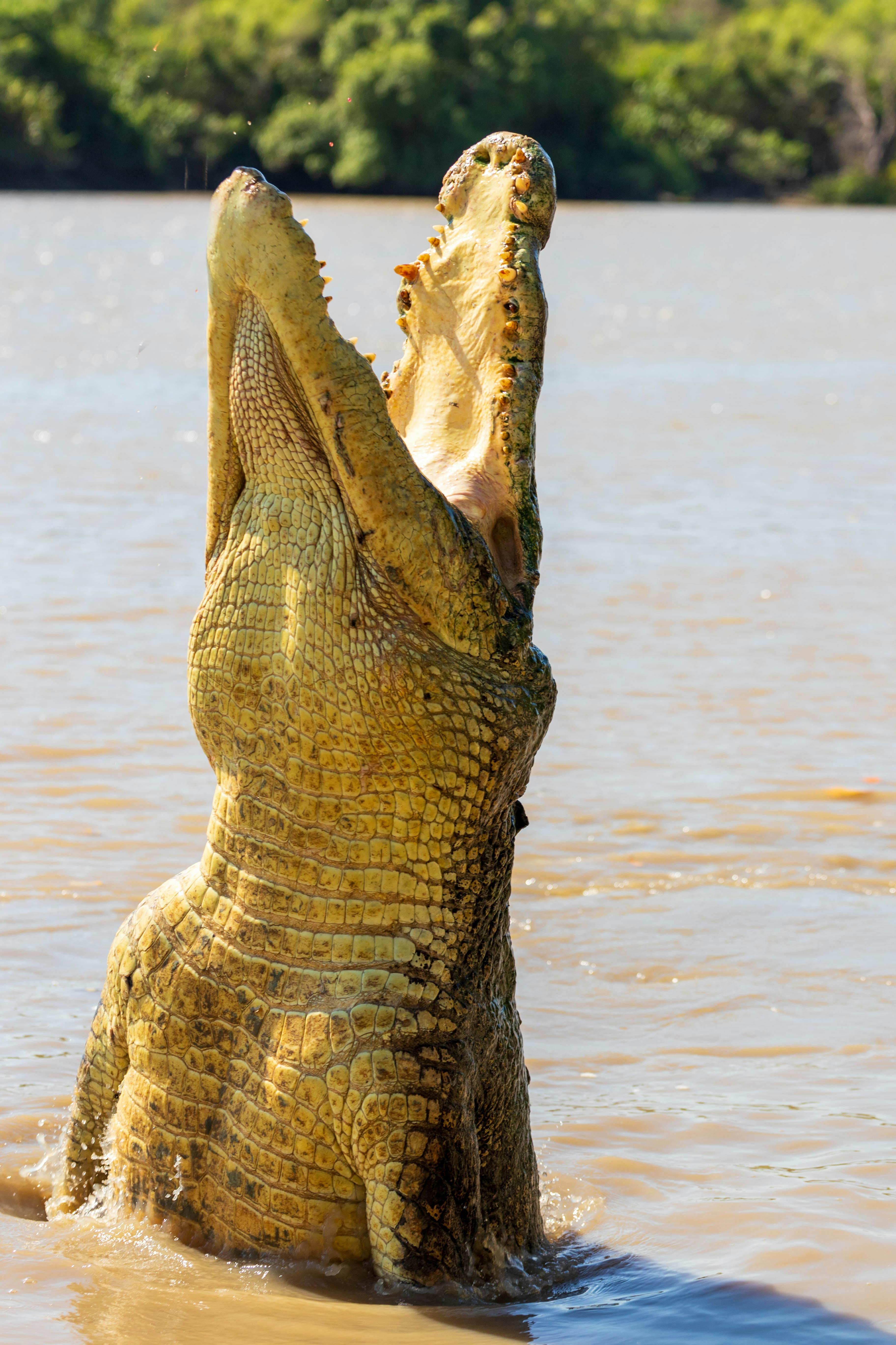 Adelaide River Cruises