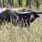 Trophy Buffalo