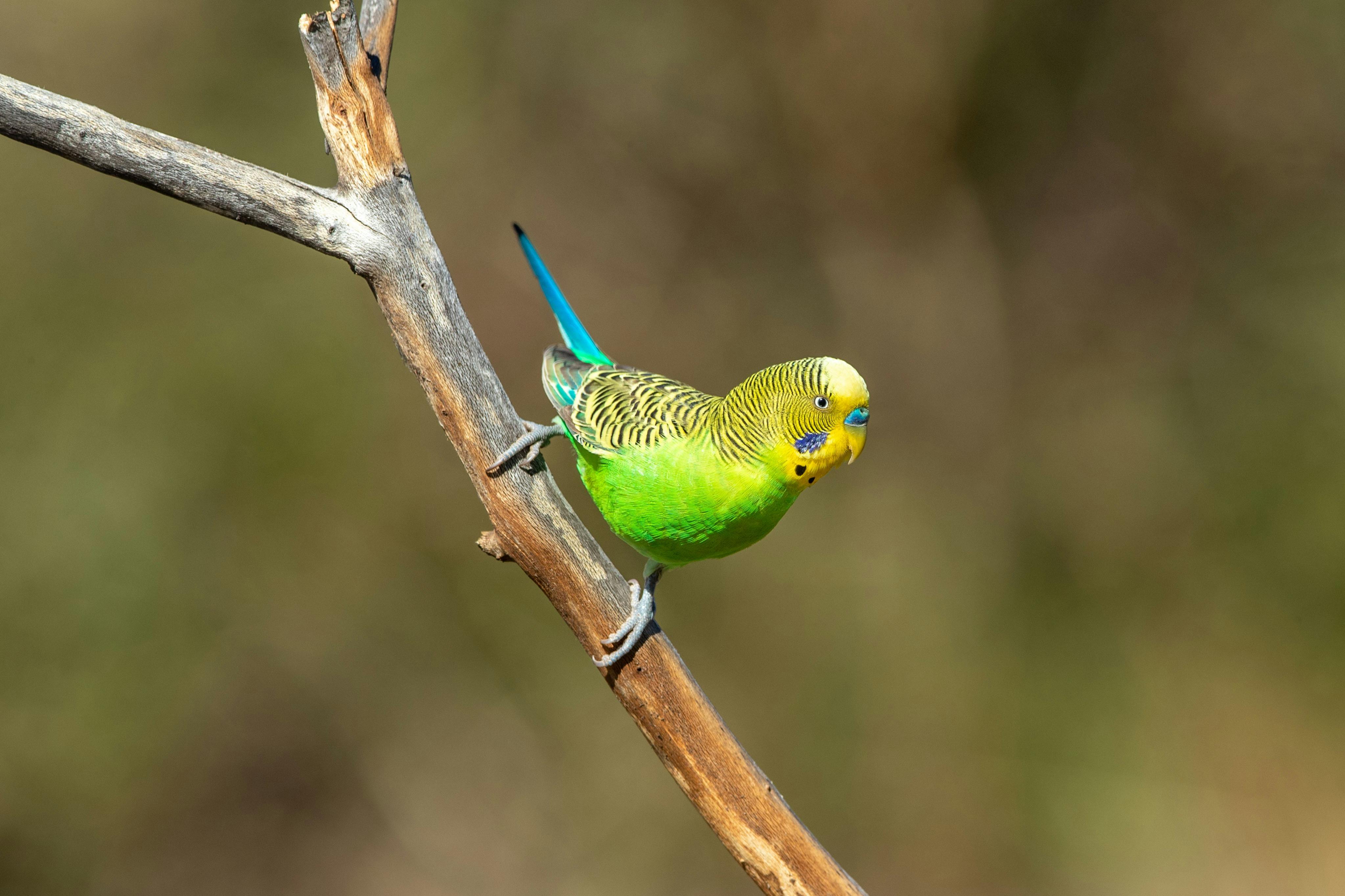 Photographing wild budgies with Luke Paterson