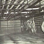 1944 - Hanging beef, Noonamah Refrigerated Stores.