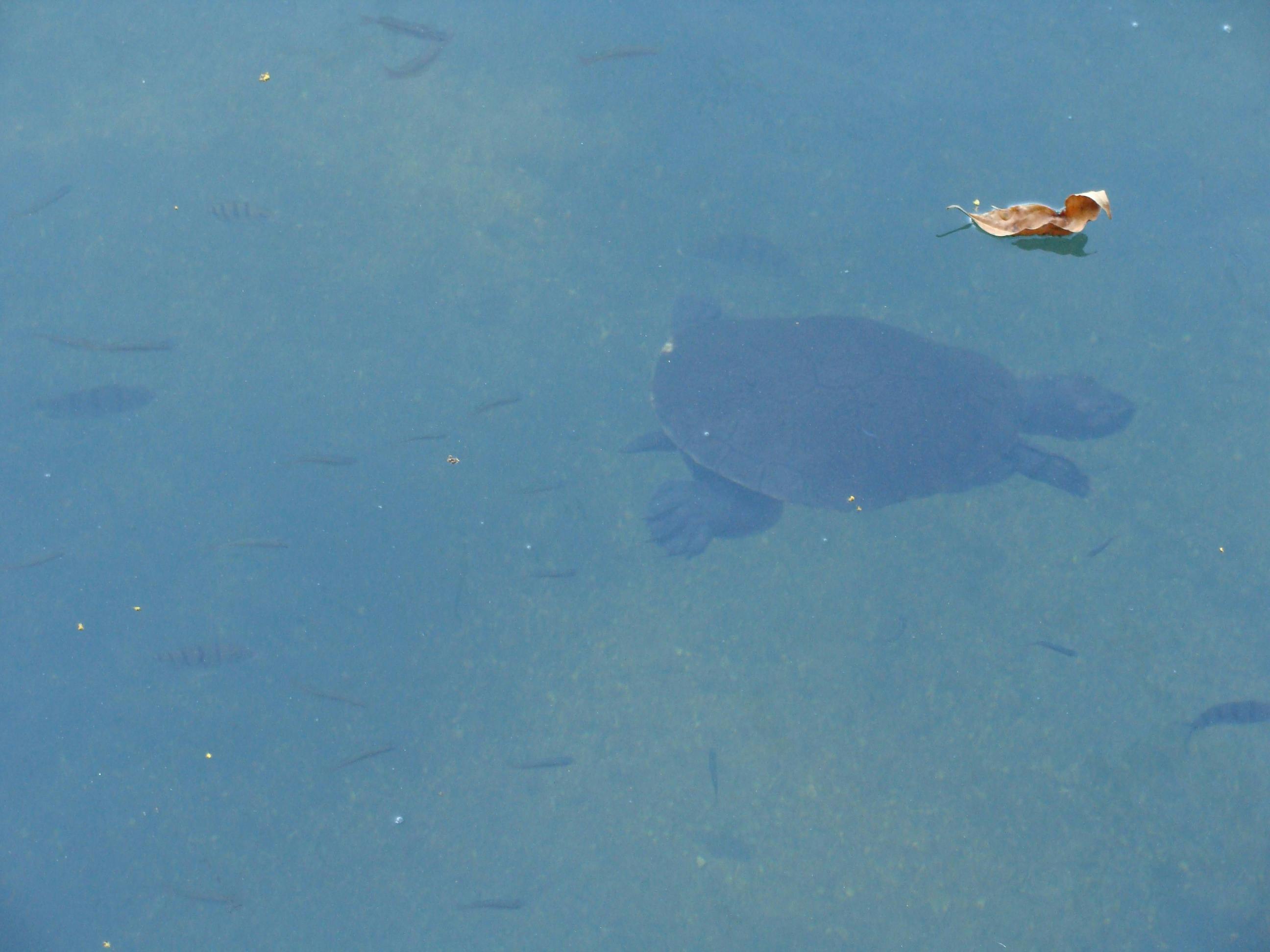Howard Springs WaterholeWaterhole