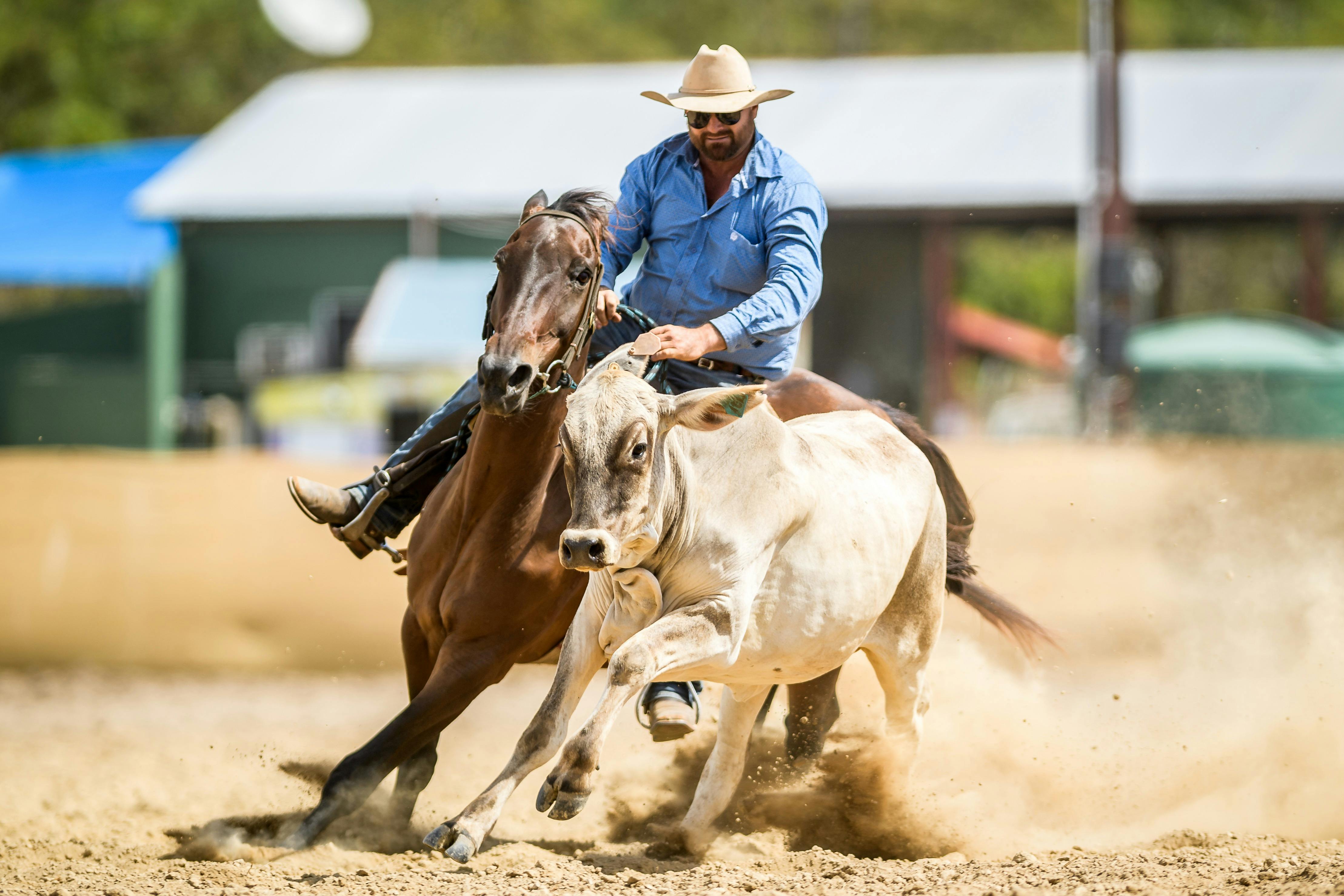 marc riding zebu adelaide river campdraft