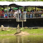 croc feeding 2