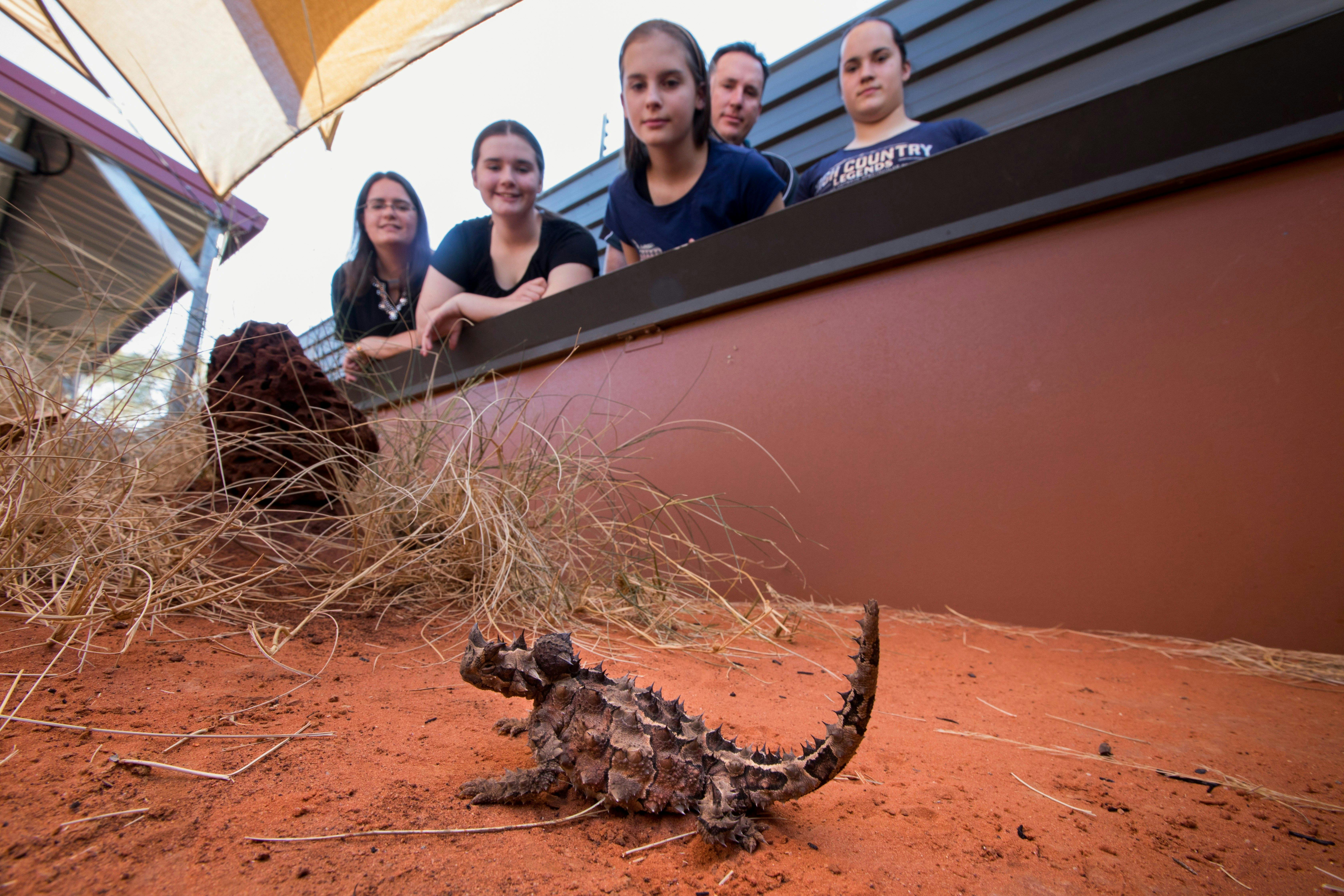 Alice Springs Reptile Centre has the largest collection of reptilian life in Central Australia