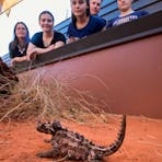 Alice Springs Reptile Centre has the largest collection of reptilian life in Central Australia