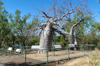 Gregory’s Tree
