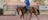 Katherine Outback Experience – Outback Show