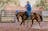 Katherine Outback Experience – Outback Show