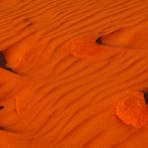 Footprints in a red sand dune in the Simpson Desert