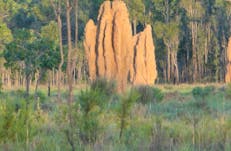 Litchfield termite mounds