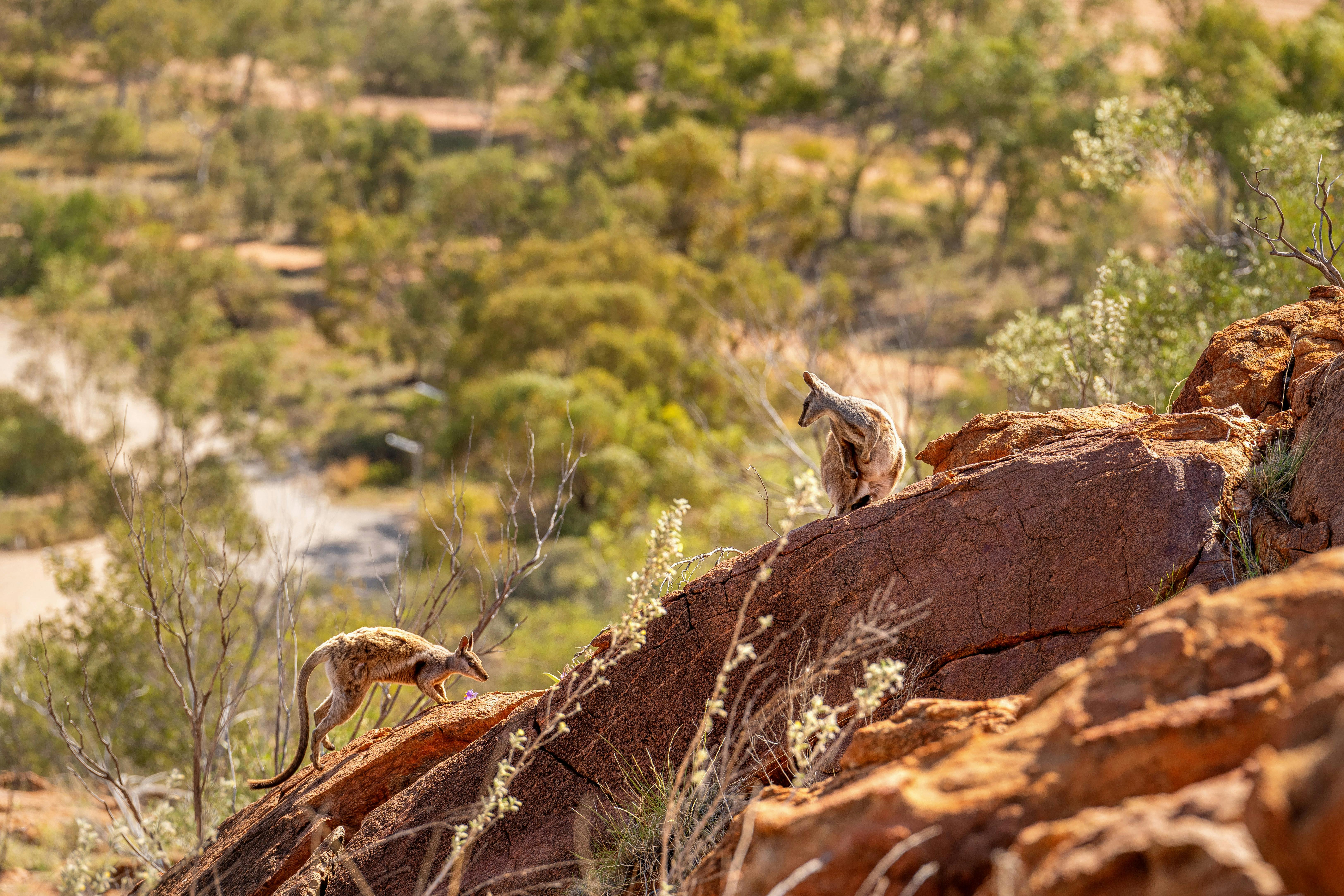 bush wallaby on a rock in Central Australia