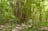 Brian Creek Monsoon Forest